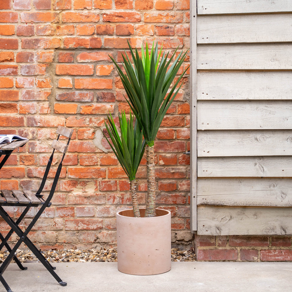 Potted yucca plant next to a brick wall and patio furniture.