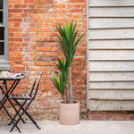 Potted yucca plant next to a brick wall and patio furniture.