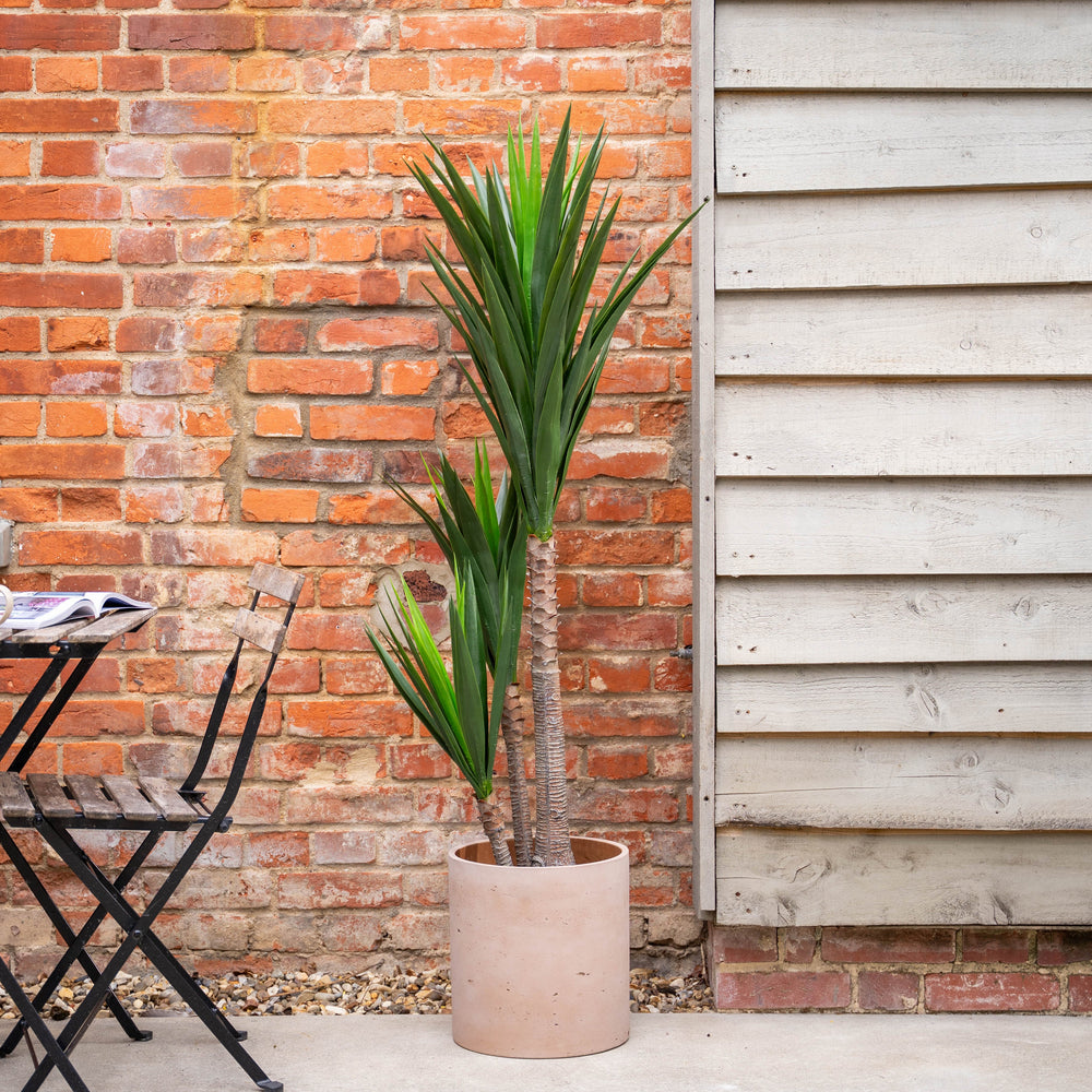 Potted yucca plant next to a brick wall and patio furniture.