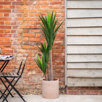 Potted yucca plant next to a brick wall and patio furniture.