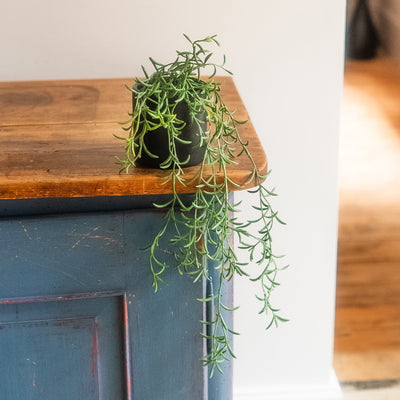 A small potted trailing green plant sits on the corner of a rustic blue-painted wooden cabinet body, set against a neutral indoor background.