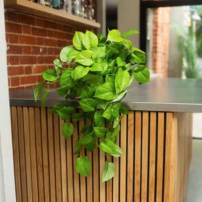 A lush green trailing houseplant with heart-shaped leaves draped over a modern wooden slat counter in an indoor setting with a brick wall and metal tabletop visible.