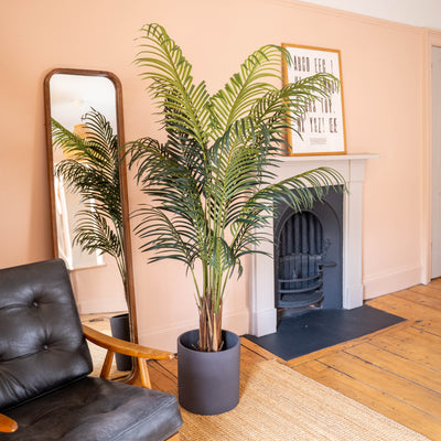 Tall palm tree in black clay pot, reflecting in a tall mirror, against a peach wall and next to a black leatherette armchair and fireplace.