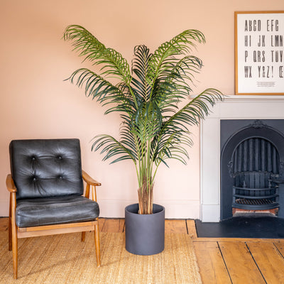 Tall palm tree in black clay pot, against a peach wall and next to a black leatherette armchair and fireplace.