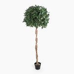 Artificial topiary tree with a twisted trunk on a white background