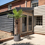 King palm tree