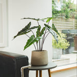 Potted plant on a small round table next to a black leather chair with a window in the background.