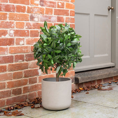 Potted plant in front of a brick wall and door