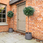 Two potted trees against a brick wall with a door