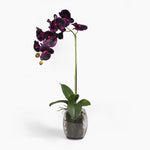 Black orchid