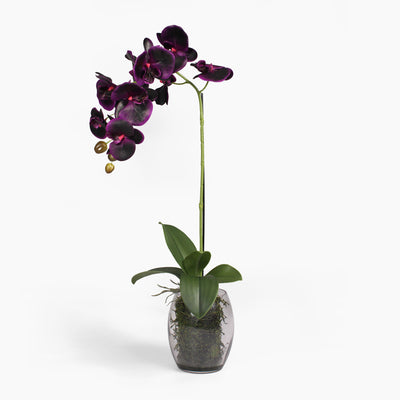 Black orchid
