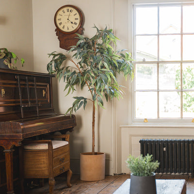 Room interior with a piano, potted plant, and window.