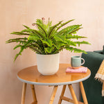 Fern plant in a pot on a small wooden table with a mug and book against a beige wall.
