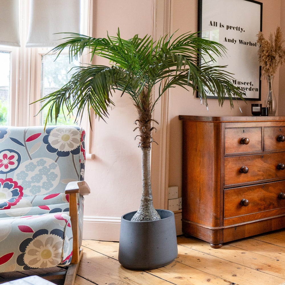 Living room with a wooden dresser, floral armchair, and potted plant.