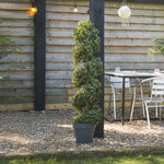 Boxwood spiral with stem