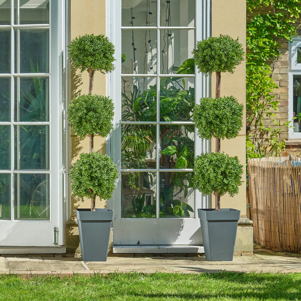Boxwood triple ball tree