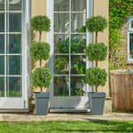 Boxwood triple ball tree