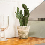 Potted cactus on a kitchen counter with glasses in the background