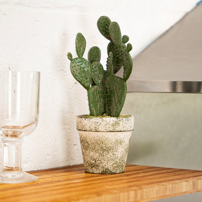 Potted cactus on a kitchen counter with glasses in the background