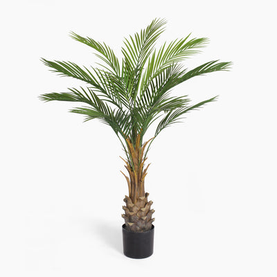 Canary palm