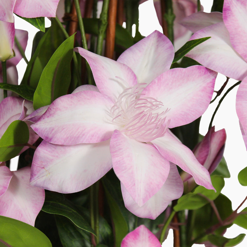 Artificial clematis flowers