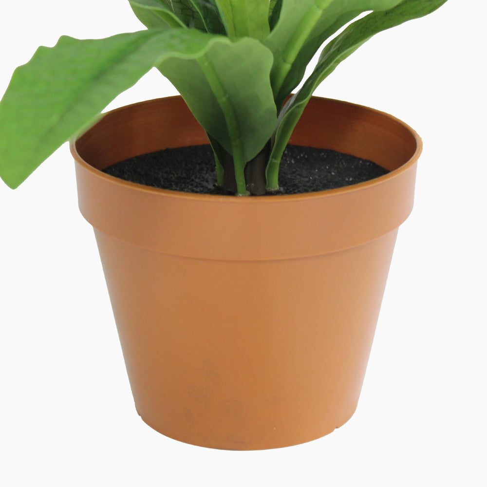 Potted plant with green leaves in a terracotta pot on a white background