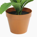 Potted plant with green leaves in a terracotta pot on a white background
