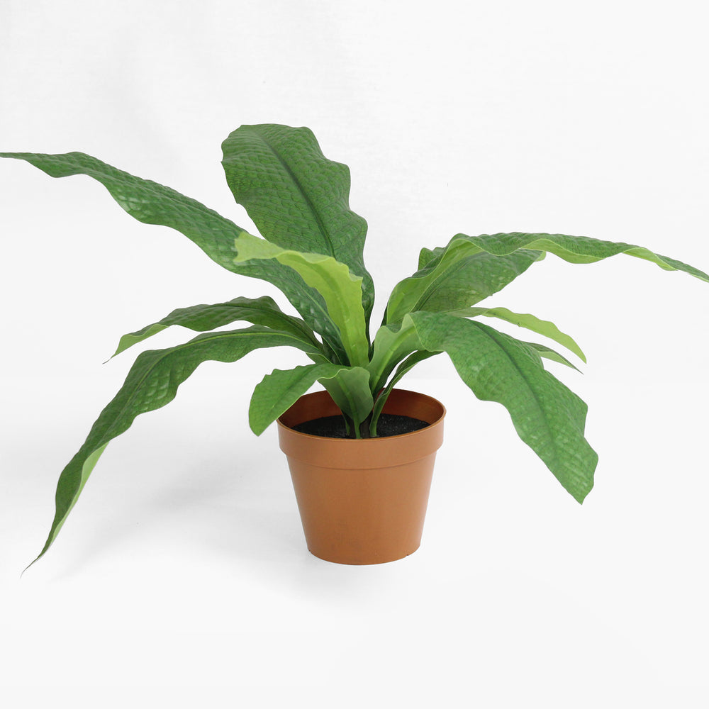 Crocodile fern