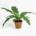 Crocodile fern