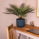 Dicksonia dwarf palm