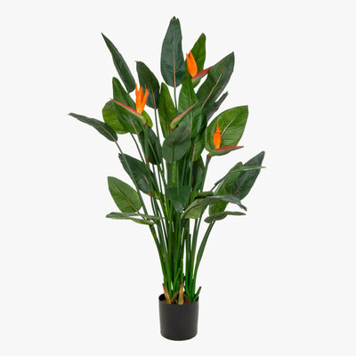 Potted plant with green leaves and orange flowers on a white background