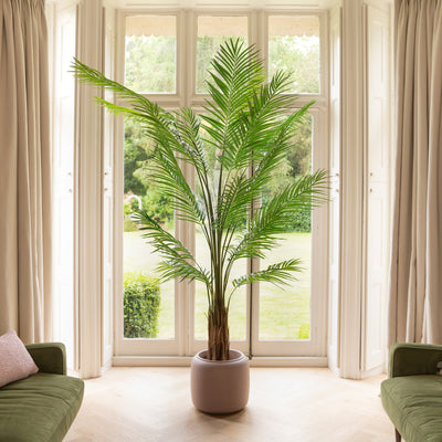 Potted plant in a living room with large windows and beige curtains