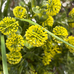 Artificial golden willow falls hanging basket flowers