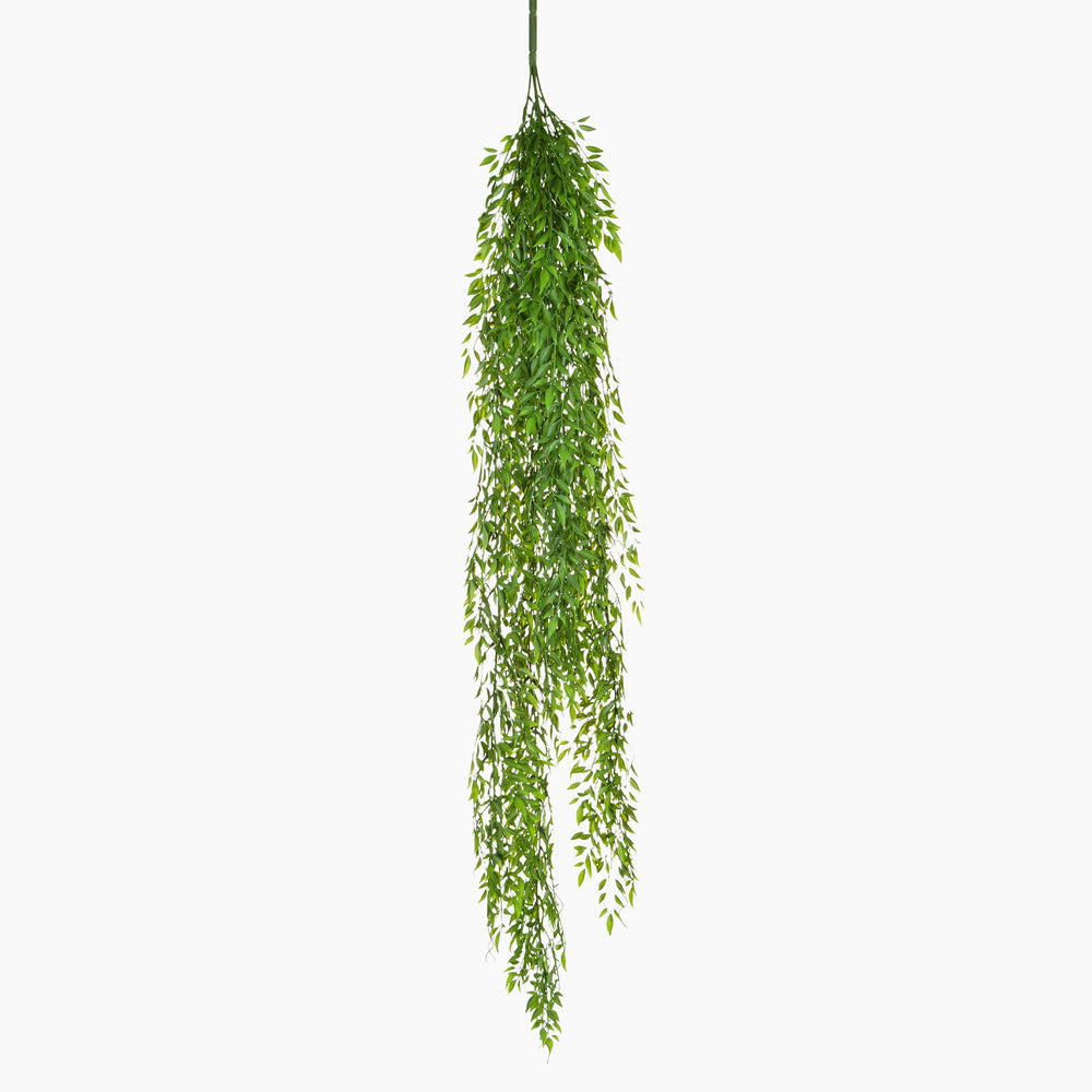 Hanging green plant on a white background