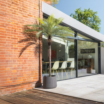 Modern glass extension with sloped roof attached to traditional brick building with a large palm tree in a black pot.