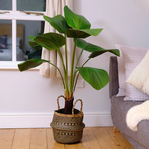 Living room with a plant on a wooden floor and a gray sofa with cushions.