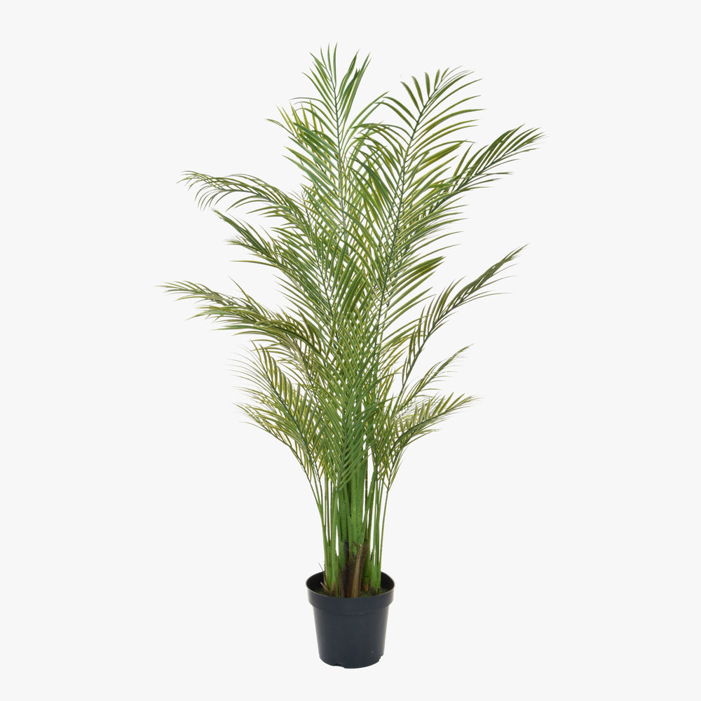 Potted green palm plant on a white background