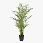 Potted green palm plant on a white background