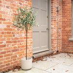 Potted plant in front of a brick building with a door and window.