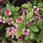 Artificial midnight falls patio planter flowers