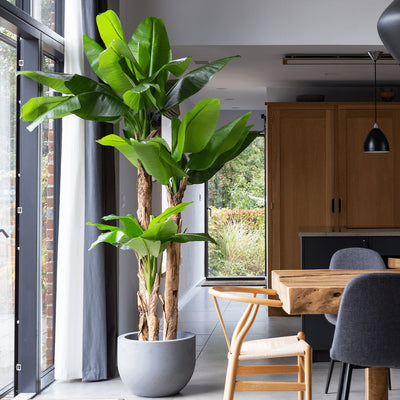 Modern kitchen with a large potted plant near a window