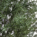 Artificial Norfolk pine bonsai foliage