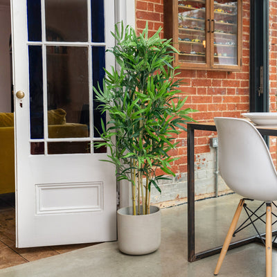 Modern interior with a potted plant, white door, and dining area.