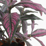 Persian shield