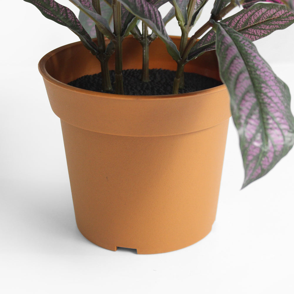Persian shield