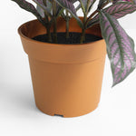 Persian shield