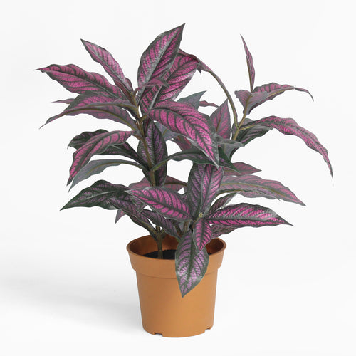 Persian shield
