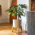 Potted plant on a wooden stand in a room with a fireplace and wooden floor.