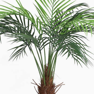 Green palm plant on a white background