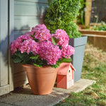Hydrangea patio planter